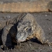 dragon_komodo_hsb_rinca_v_1494_kom3839.jpg